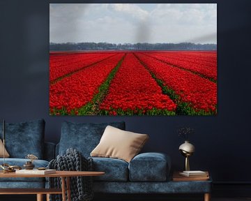 A field of red tulips in HDR