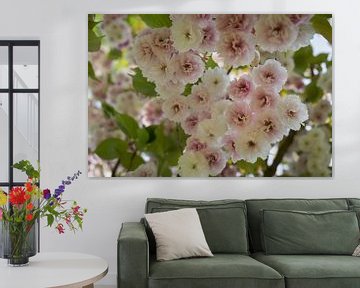 Zartrosa Blüten einer Zierkirsche im Frühling 4