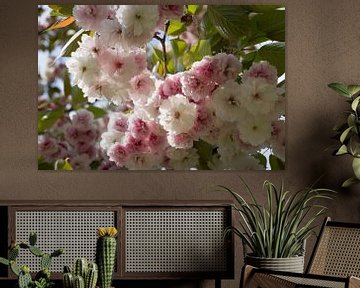 Lichtroze bloesems van een sierkers in het voorjaar 1 van Heidemuellerin
