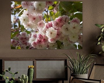 Zartrosa Blüten einer Zierkirsche im Frühling 1 von Heidemuellerin