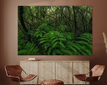 Forest with ferns in the Anaga Mountains on Tenerife by Niko Kersting