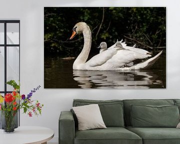 Young swans by Menno Schaefer