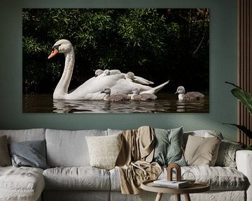 Young swans by Menno Schaefer