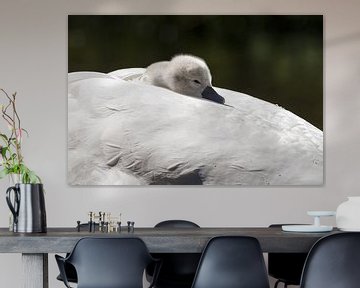 Young swans by Menno Schaefer