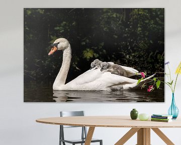 Jeunes cygnes sur Menno Schaefer