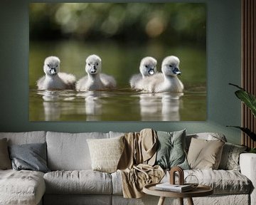 Jeunes cygnes sur Menno Schaefer