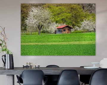 Frühlingslandschaft mit blühenden Kirschbäumen von ManfredFotos