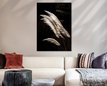 Pampas grass in beautiful light by Adelheid Smitt