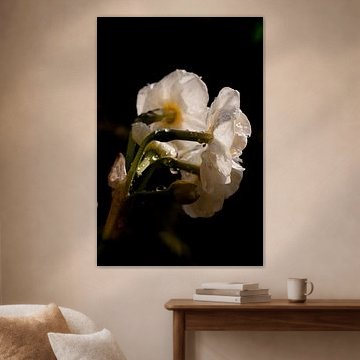 Fleur dans l'obscurité