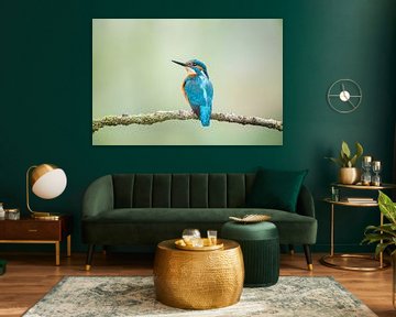 kingfisher by Lia Hulsbeek Brinkman
