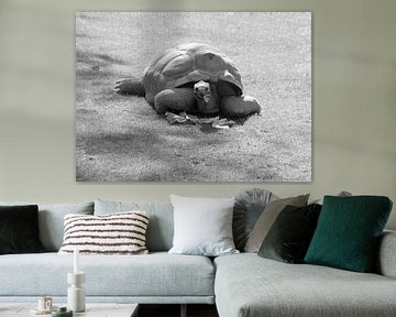 Aldabra Schildpad in zwart wit.