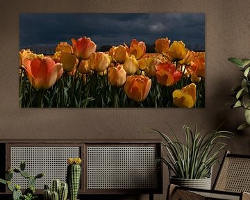 Orange-gelbe Tulpen vor dunklem Hintergrund von Franke de Jong