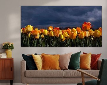 Oranjegele  tulpen tegen een donkere achtergrond van Franke de Jong
