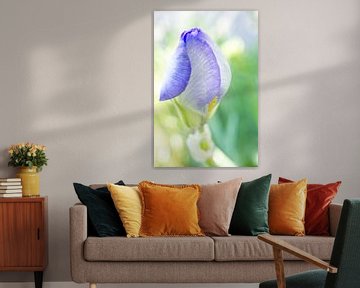 Dromerige paarse irisbloem van Iris Holzer Richardson