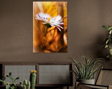 Daisies in the straw by Nicc Koch