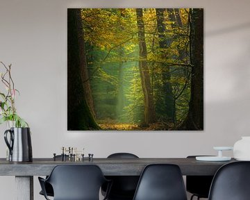 Speulderbos - Lumière encadrée sur Frank Smit Fotografie