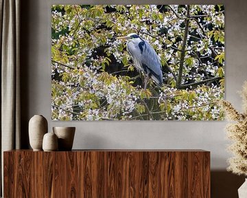 Grey heron in tree by Teresa Bauer