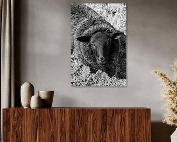 Nieuwsgierig schaap, zwart en wit van Imladris Images