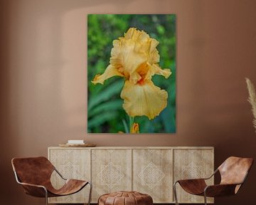 Gelbe Iris in voller Blüte Vertikal von Iris Holzer Richardson