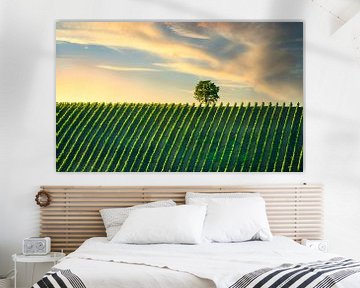 Vineyard and a tree at sunset. Chianti, Tuscany by Stefano Orazzini