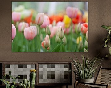 Tulipes au printemps Keukenhof sur Christine Vesters Fotografie