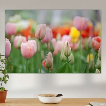 Tulips in spring Keukenhof