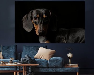 Chien sur Patrick Berwald