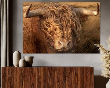 portrait Scottish highlander, bull, shades of brown sur M. B. fotografie