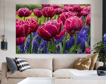 Tulips in Keukenhof bulb area Amsterdam by Alida Stam-Honders