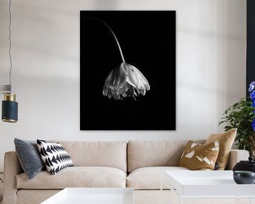 Peony tulip minimalist by Mariska Vereijken