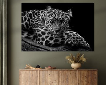 Ontspannende luipaard van RT Photography