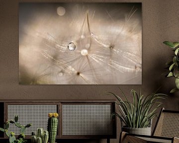 Water droplets on dandelion fluff by Nanda Bussers