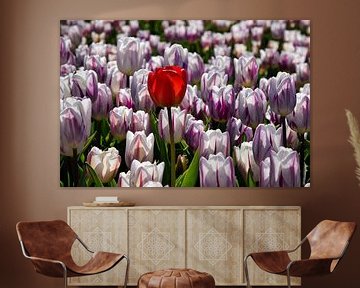 Rode tulp tussen de paarswitte tulpen. van Corine Dekker