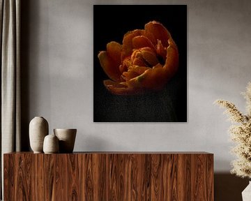 Orange Peony Tulip against dark background by Misty Melodies
