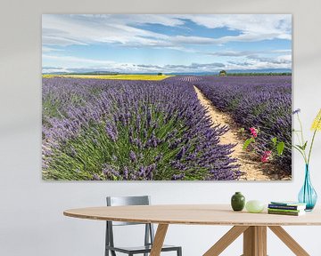 Lavender field near Castellane by Peter Moerman