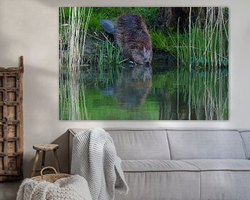 Beaver in the water by Bas Oosterom