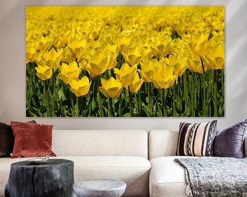 Tulipes jaunes en fleurs sur Corine Dekker