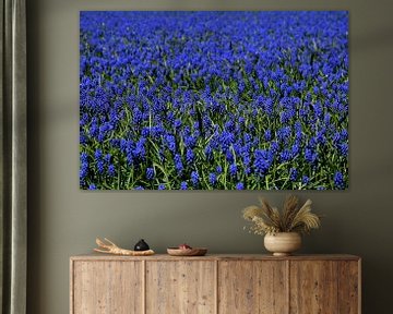 Raisins bleus dans les champs de fleurs sur Corine Dekker