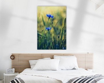 Cornflowers in the grain field by Leinemeister