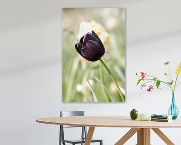 tulipe violette noire foncée sur fond flou sur W J Kok