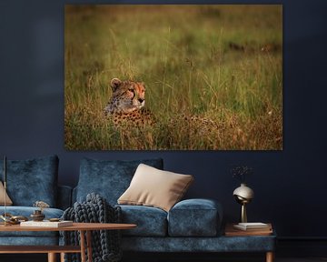 Cheetah in het gras in de ochtendzon van Simone Janssen