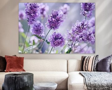 Lavender by Violetta Honkisz