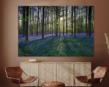 Vert et violet frais dans la forêt de Haller