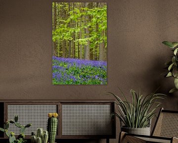 Frisches Grün und Lila im Haller Wald von Menno Schaefer