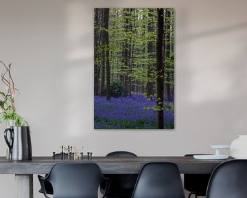 Frisches Grün und Lila im Haller Wald von Menno Schaefer