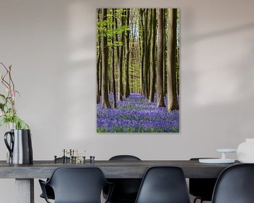 Feuilles fraîches et vertes du hêtre et violettes de la jacinthe sauvage sur Menno Schaefer