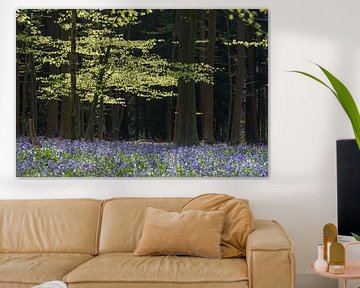 Fresh green leaves of beech and purple of wild hyacinth