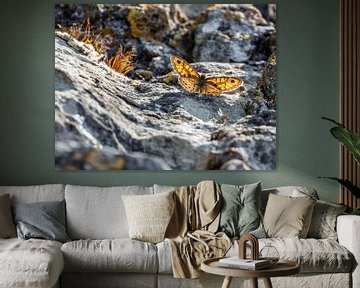 Butterfly on the Rocks by Marcel de Groot