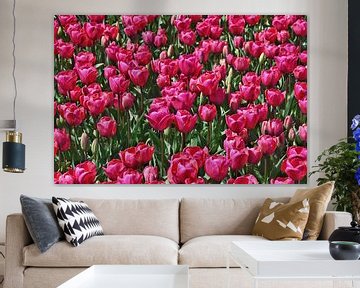 Roze tulpen in volle bloei. van Corine Dekker