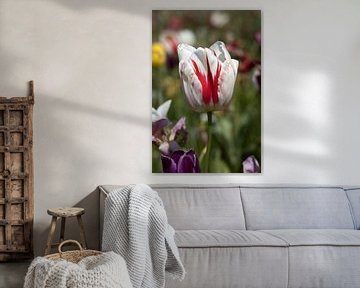 eine rote und weiße Tulpe in einem bunten Blumenfeld von W J Kok